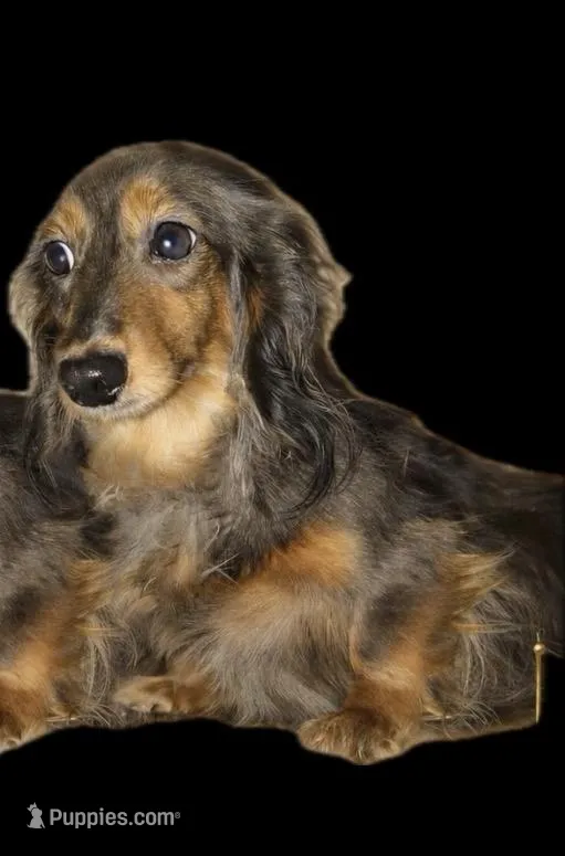 Aurora full AKC import