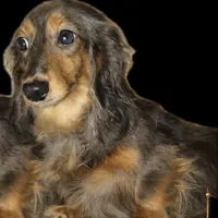 Aurora full AKC import, a female Miniature Dachshund for sale in Oneonta, NY – Photo 1 of 2