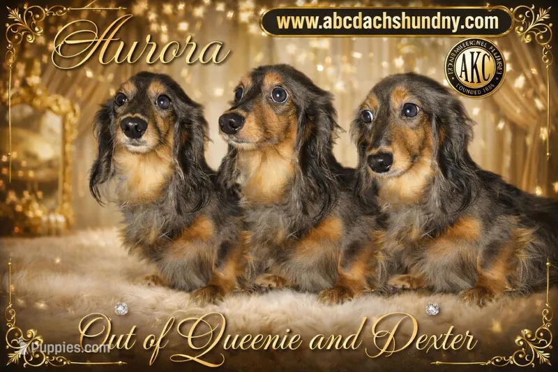 Aurora full AKC import