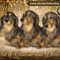 Aurora full AKC import, a female Miniature Dachshund for sale in Oneonta, NY – Photo 2 of 2