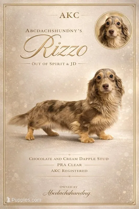 Choc cream dapple AKC PRA clear – Miniature Dachshund puppy for sale in Oneonta, NY