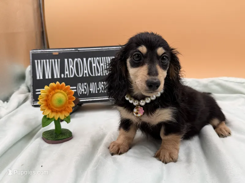 Russian sale – Miniature Dachshund puppy for sale in Oneonta, NY