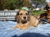 Uk import dapple, a male Miniature Dachshund for sale in Oneonta, NY – 6 of 6