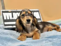 AKC Russian GCH MOM, a male Dachshund for sale in Oneonta, NY – 5 of 10