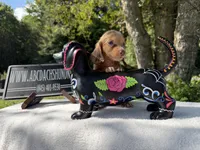 Russian, a female Miniature Dachshund for sale in Oneonta, NY – 6 of 9