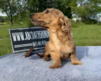Smooth Brindle, a male Miniature Dachshund for sale in Oneonta, NY – 9 of 10