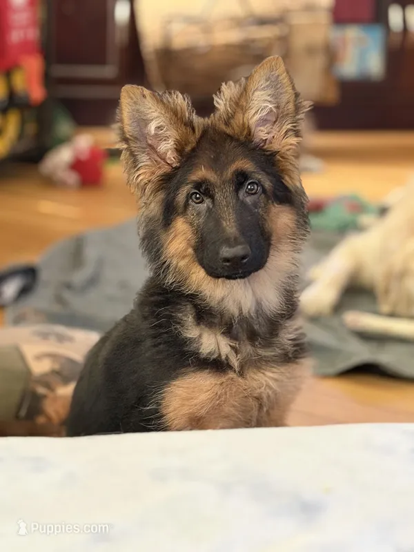 Import LH – German Shepherd Dog puppy for sale in Oneonta, NY