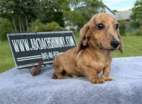 Smooth Brindle, a male Miniature Dachshund for sale in Oneonta, NY – 3 of 10
