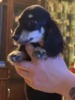 Ch import akc, a female Miniature Dachshund for sale in Oneonta, NY – 9 of 9