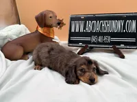 Pick of the litter Russian AKC , a male Miniature Dachshund for sale in Oneonta, NY – 6 of 10