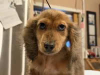 2 blue eyes russian, a male Miniature Dachshund for sale in Oneonta, NY – 10 of 10