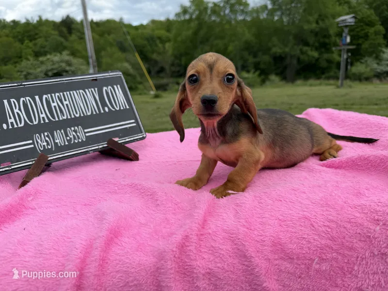 AKC IMPORT PRA Clear sale – Miniature Dachshund puppy for sale in Oneonta, NY