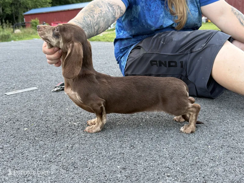 Chocolate and cream brindle AKC  – Miniature Dachshund puppy for sale in Oneonta, NY