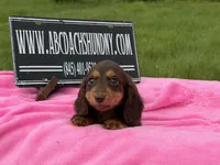 Russian, a female Miniature Dachshund for sale in Oneonta, NY – 3 of 9