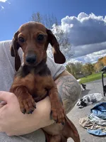 Russian AKC dad is Gold GCH, a female Miniature Dachshund for sale in Oneonta, NY – 2 of 8