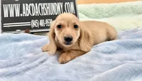 AKC S.African, a male Miniature Dachshund for sale in Oneonta, NY – 8 of 10