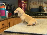 AKC ee pra clear, a female Miniature Dachshund for sale in Oneonta, NY – 7 of 7
