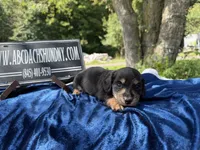 Russian, a male Miniature Dachshund for sale in Oneonta, NY – 10 of 10