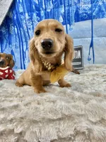 Triscuit import, a female Miniature Dachshund for sale in Oneonta, NY – Photo 5 of 9