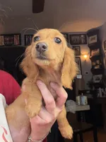 Triscuit import, a female Miniature Dachshund for sale in Oneonta, NY – Photo 2 of 9