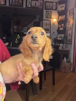 Triscuit import, a female Miniature Dachshund for sale in Oneonta, NY – Photo 3 of 9