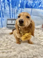 Triscuit import, a female Miniature Dachshund for sale in Oneonta, NY – Photo 9 of 9