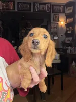 Triscuit import, a female Miniature Dachshund for sale in Oneonta, NY – Photo 1 of 9