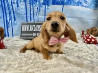 Triscuit import, a female Miniature Dachshund for sale in Oneonta, NY – Photo 4 of 9