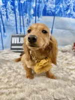 Triscuit import, a female Miniature Dachshund for sale in Oneonta, NY – Photo 8 of 9