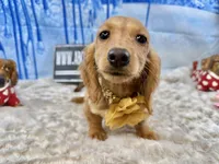 Triscuit import, a female Miniature Dachshund for sale in Oneonta, NY – Photo 7 of 9