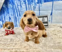 Triscuit import, a female Miniature Dachshund for sale in Oneonta, NY – Photo 6 of 9