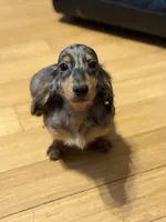 Pra clear AKC import sale, a male Miniature Dachshund for sale in Oneonta, NY – 7 of 9