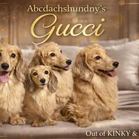 Cream import, a male Miniature Dachshund for sale in Oneonta, NY – Photo 2 of 10