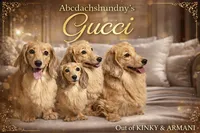 Cream import, a male Miniature Dachshund for sale in Oneonta, NY – Photo 3 of 8