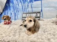 Cream import, a male Miniature Dachshund for sale in Oneonta, NY – Photo 8 of 8