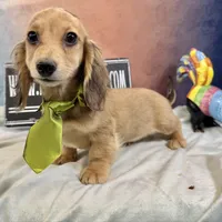 Cream import, a male Miniature Dachshund for sale in Oneonta, NY – Photo 1 of 10