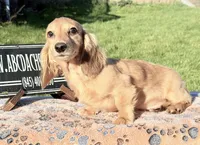 Cream import, a male Miniature Dachshund for sale in Oneonta, NY – 4 of 8
