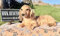 Cream import, a male Miniature Dachshund for sale in Oneonta, NY – 5 of 8