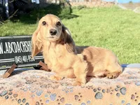Cream import, a male Miniature Dachshund for sale in Oneonta, NY – 6 of 8