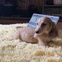 Cream import, a male Miniature Dachshund for sale in Oneonta, NY – Photo 9 of 10