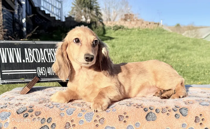 Cream import – Miniature Dachshund puppy for sale in Oneonta, NY