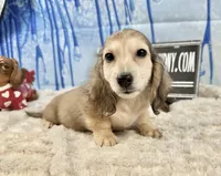 Cream import, a male Miniature Dachshund for sale in Oneonta, NY – Photo 6 of 8