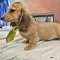 Cream import, a male Miniature Dachshund for sale in Oneonta, NY – Photo 5 of 10