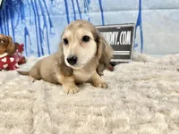 Cream import, a male Miniature Dachshund for sale in Oneonta, NY – Photo 1 of 8