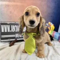 Cream import, a male Miniature Dachshund for sale in Oneonta, NY – Photo 6 of 10