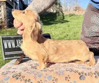 Cream import, a male Miniature Dachshund for sale in Oneonta, NY – 8 of 8