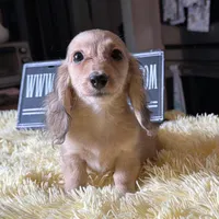 Cream import, a male Miniature Dachshund for sale in Oneonta, NY – Photo 8 of 10