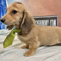 Cream import, a male Miniature Dachshund for sale in Oneonta, NY – Photo 4 of 10