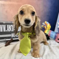 Cream import, a male Miniature Dachshund for sale in Oneonta, NY – Photo 7 of 10