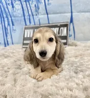 Cream import, a male Miniature Dachshund for sale in Oneonta, NY – Photo 4 of 8